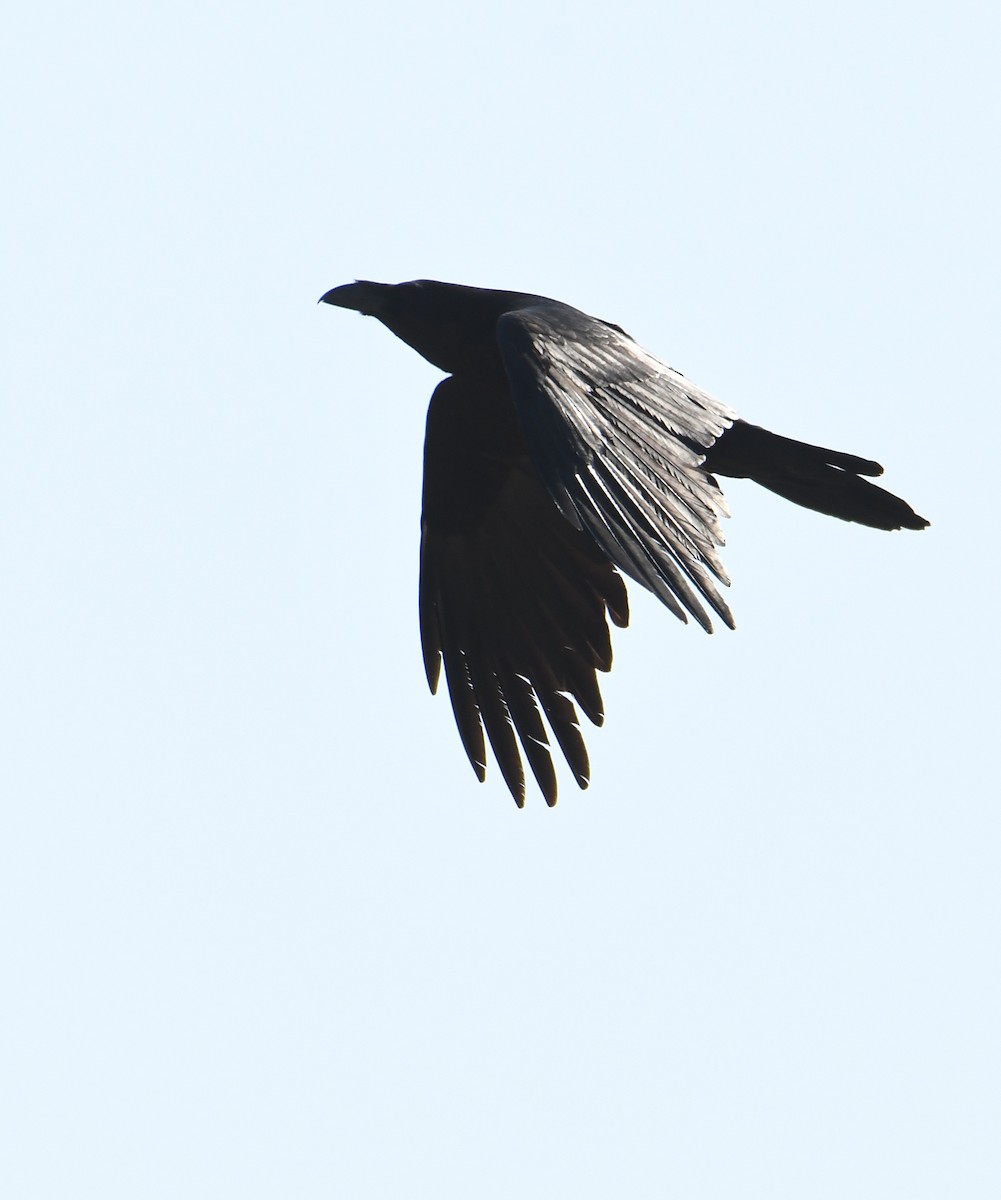 Common Raven - ML617419026