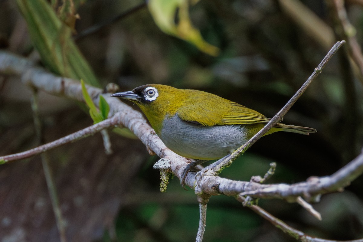 Black-capped White-eye - ML617419027