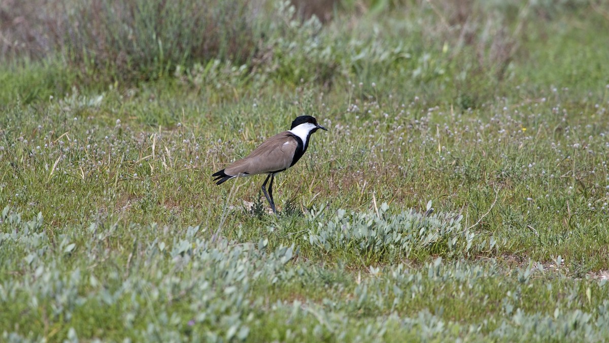 Spur-winged Lapwing - Hans van der Hoeven