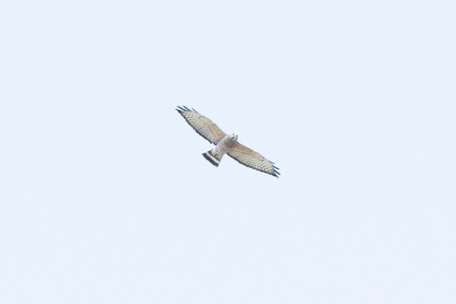 Broad-winged Hawk - ML617419064