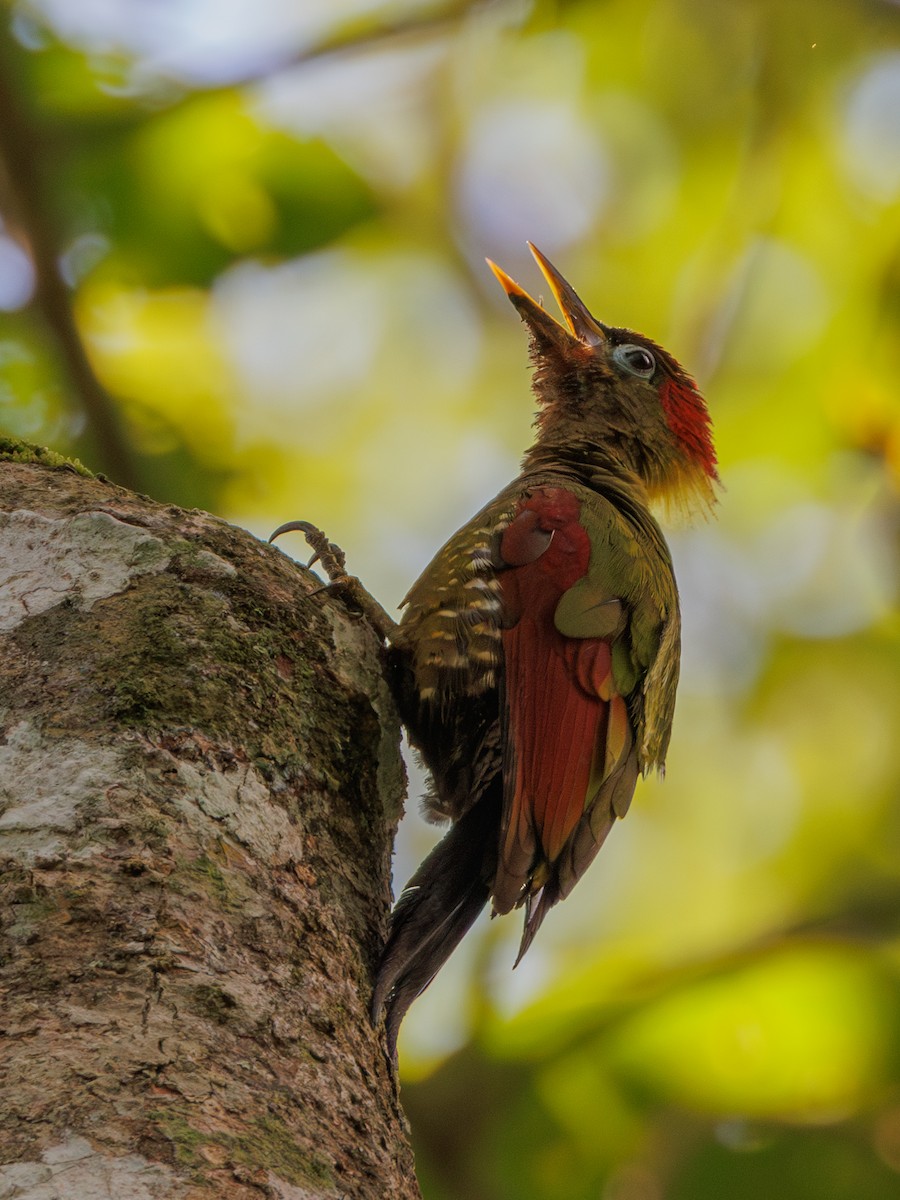 Crimson-winged Woodpecker - Ng SH