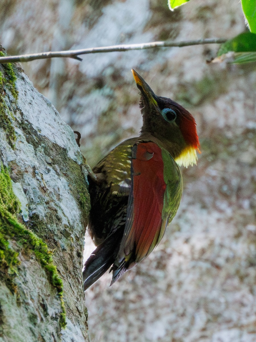 Crimson-winged Woodpecker - Ng SH