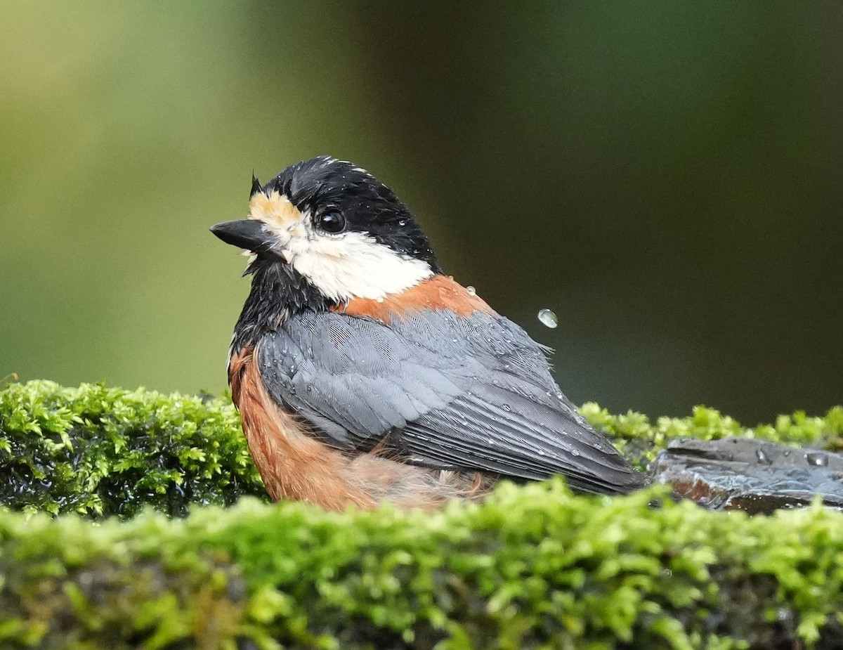 Varied Tit - ML617419098