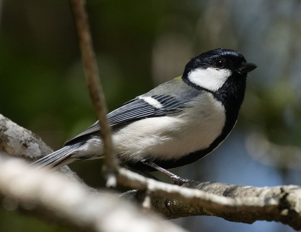 Asian Tit (Japanese) - ML617419107