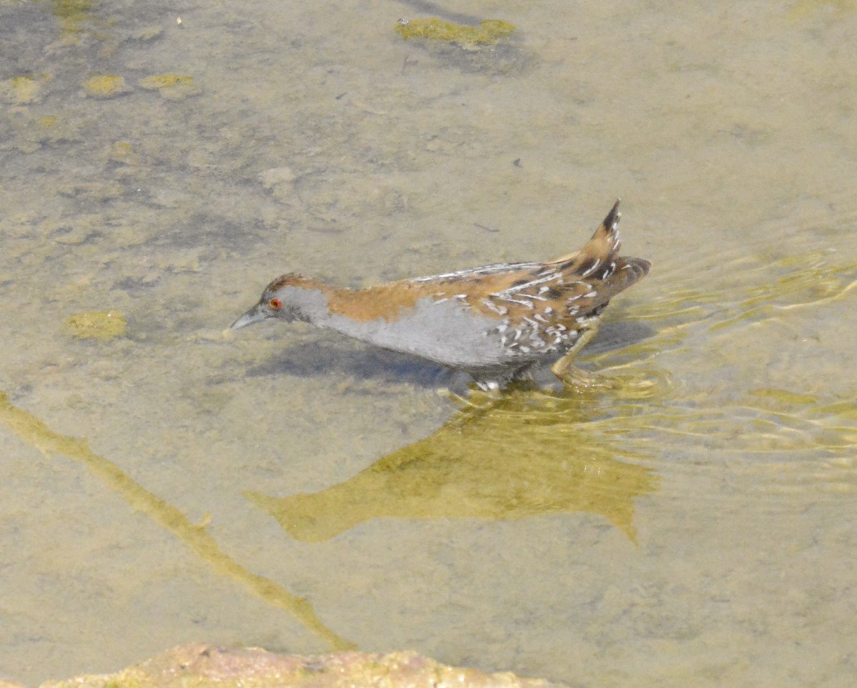 Baillon's Crake - ML617419110