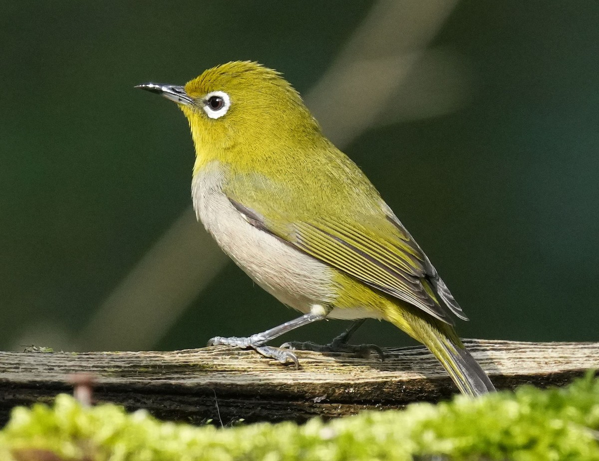 Warbling White-eye - ML617419111
