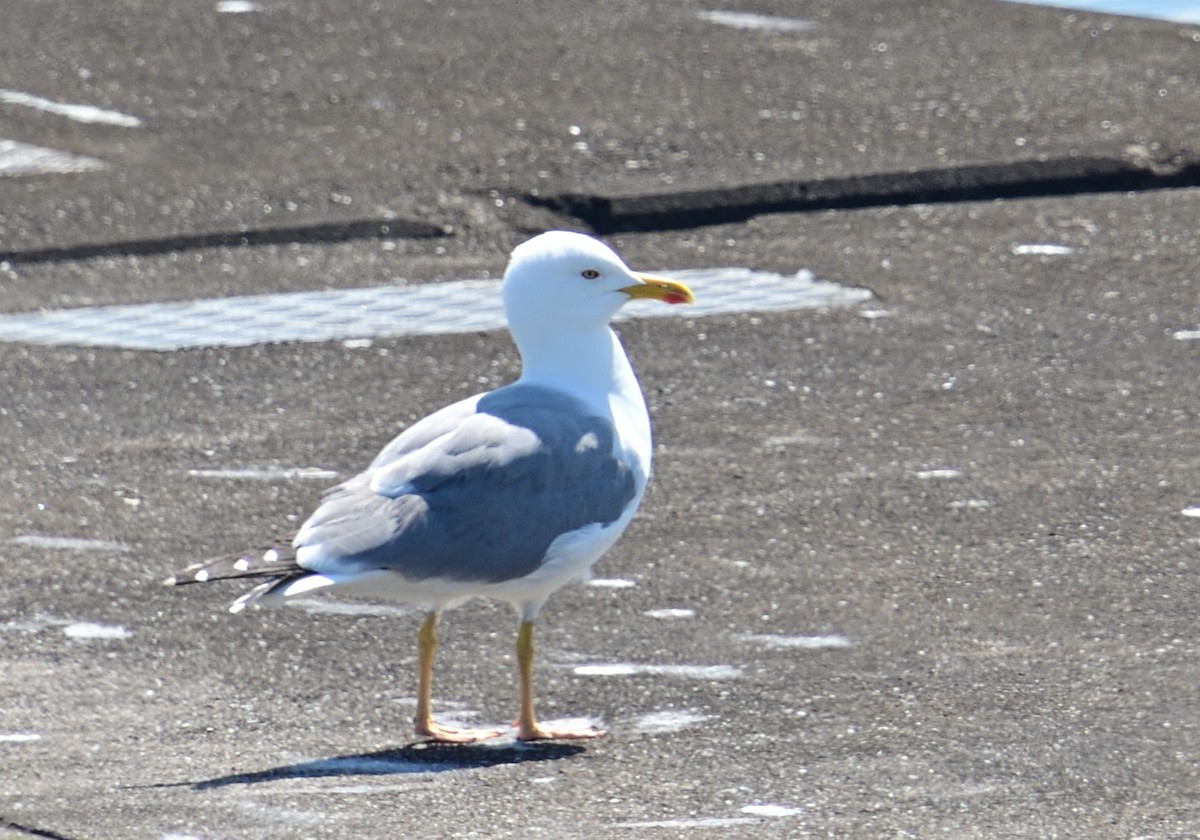 Yellow-legged Gull - ML617419121