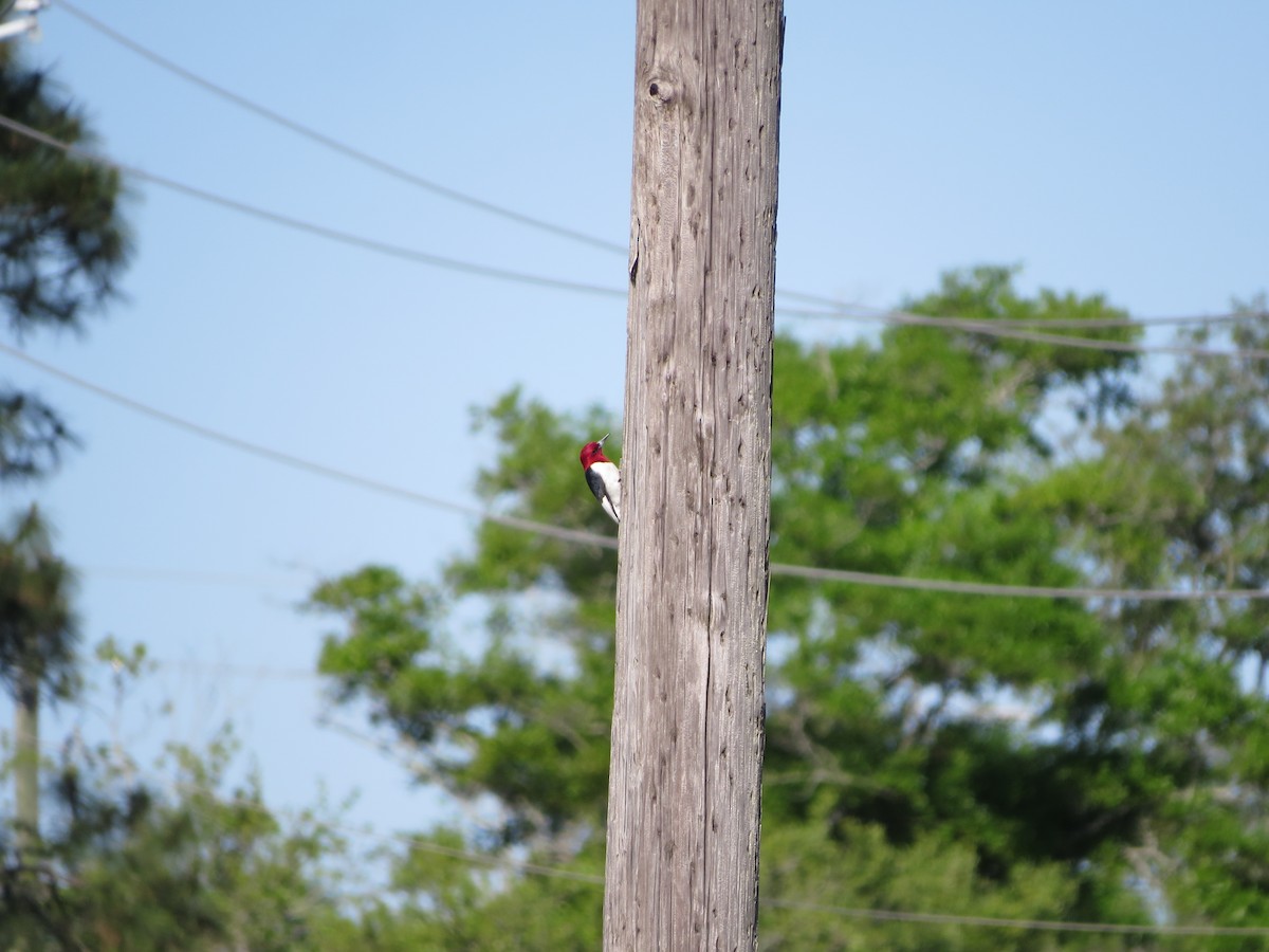 Red-headed Woodpecker - ML617419128