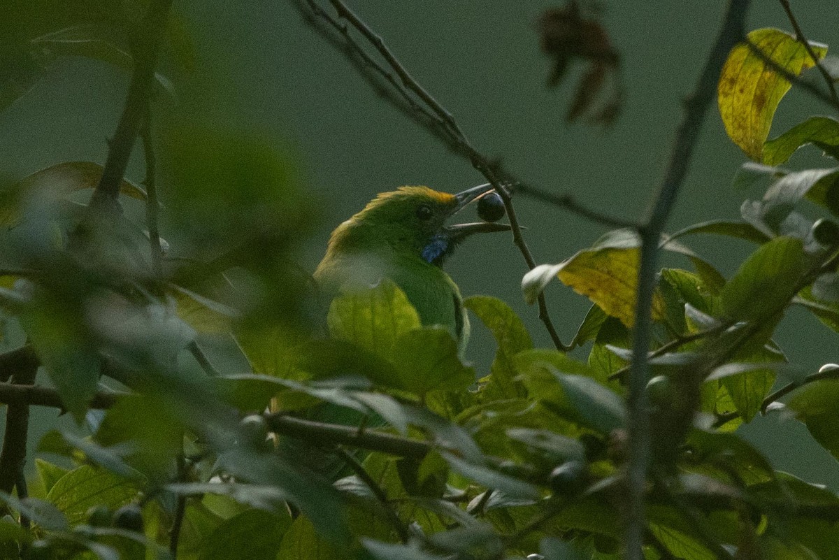 Jerdon's Leafbird - Samanvitha Rao