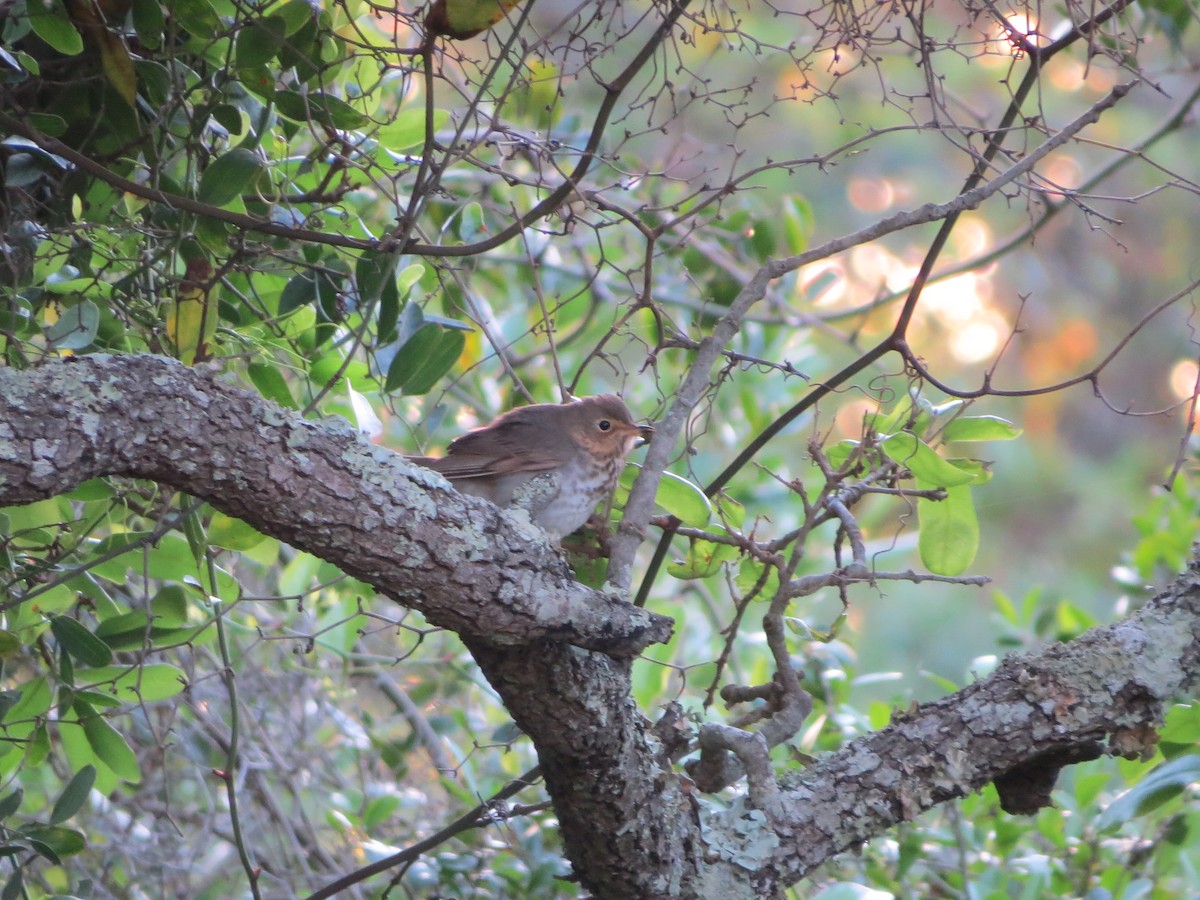 Swainson's Thrush (Olive-backed) - Brian Cammarano