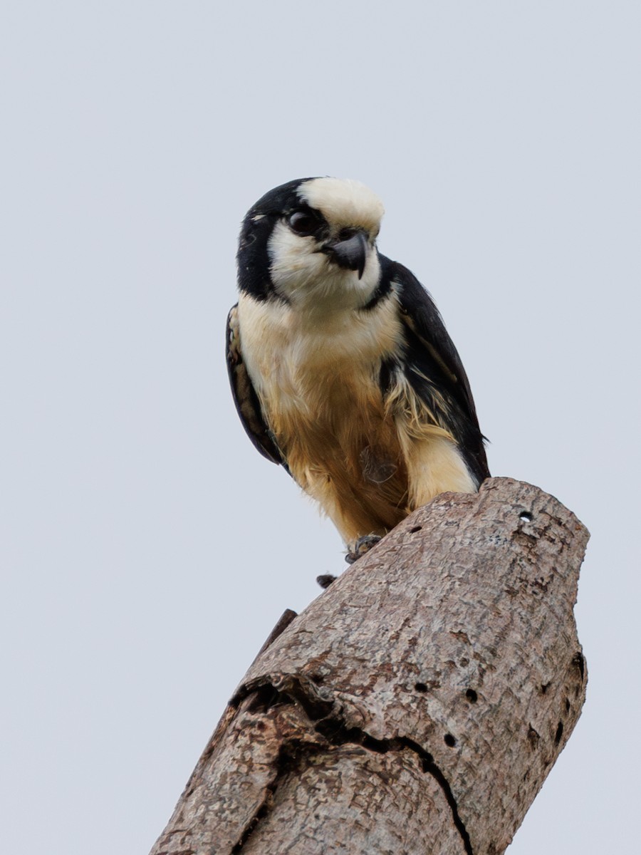 White-fronted Falconet - Ng SH