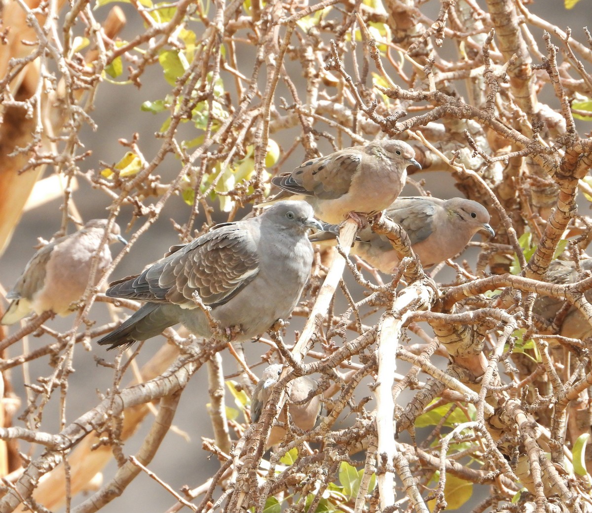 Spot-winged Pigeon - ML617419166