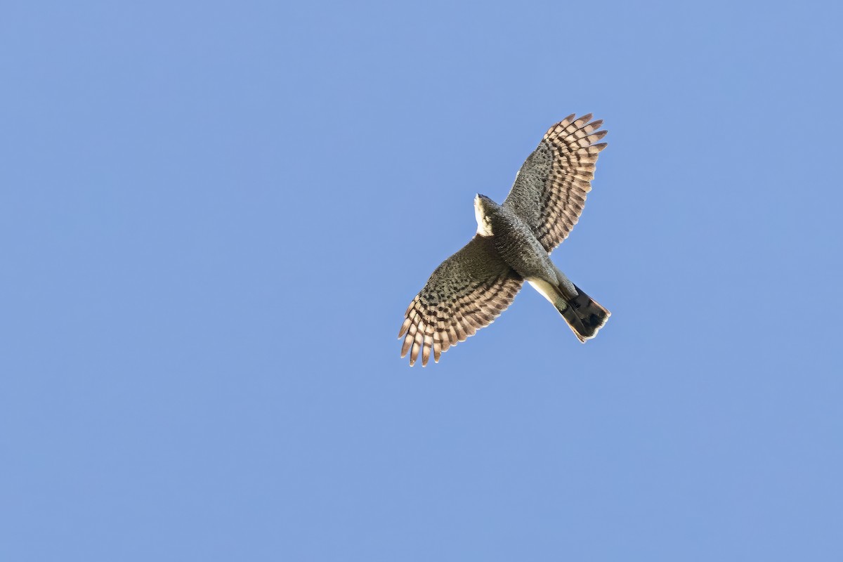 Sharp-shinned Hawk - ML617419190