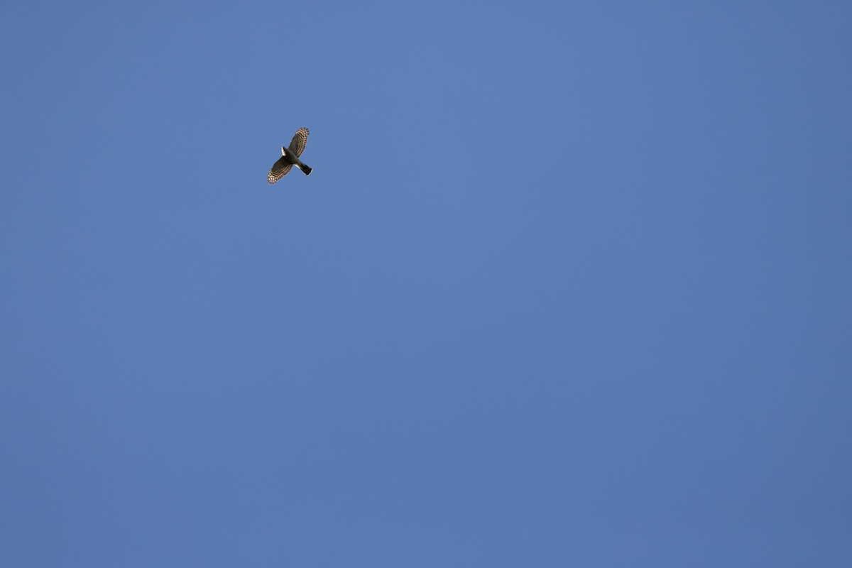 Sharp-shinned Hawk - ML617419193