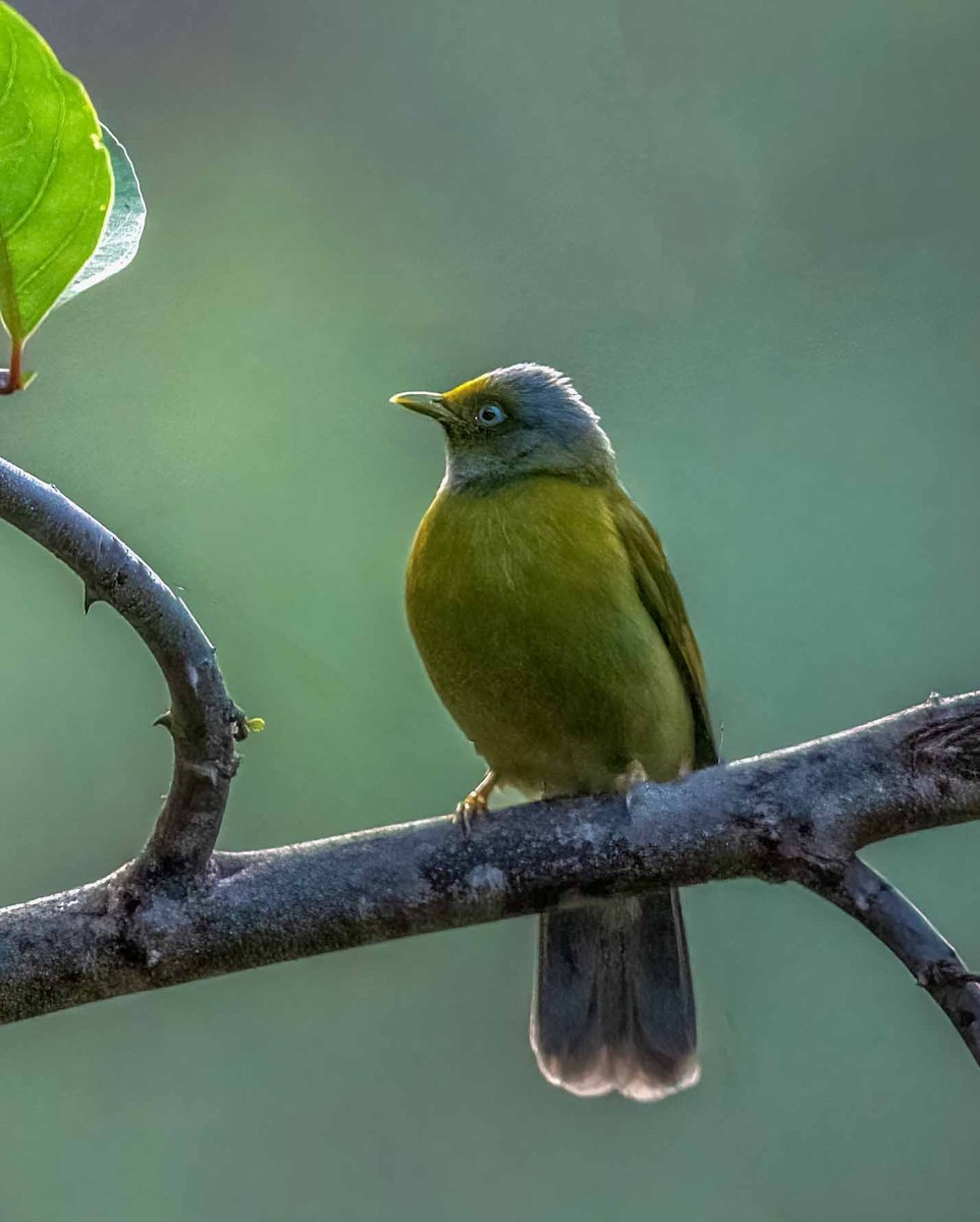 Gray-headed Bulbul - ML617419194