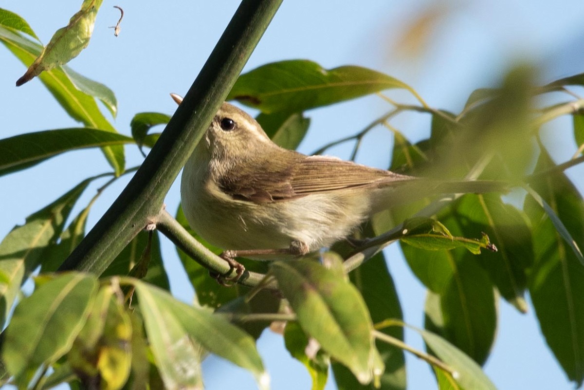 Mosquitero Verdoso - ML617419201