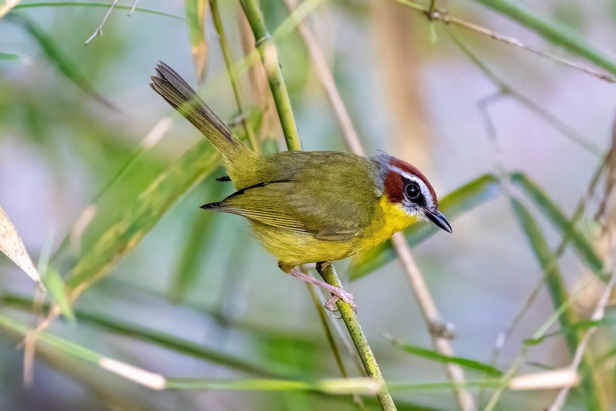 Chestnut-capped Warbler - ML617419212