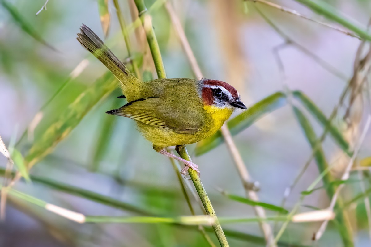 Chestnut-capped Warbler - ML617419214