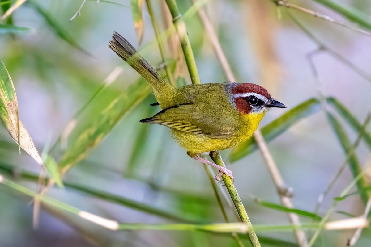 Chestnut-capped Warbler - ML617419219