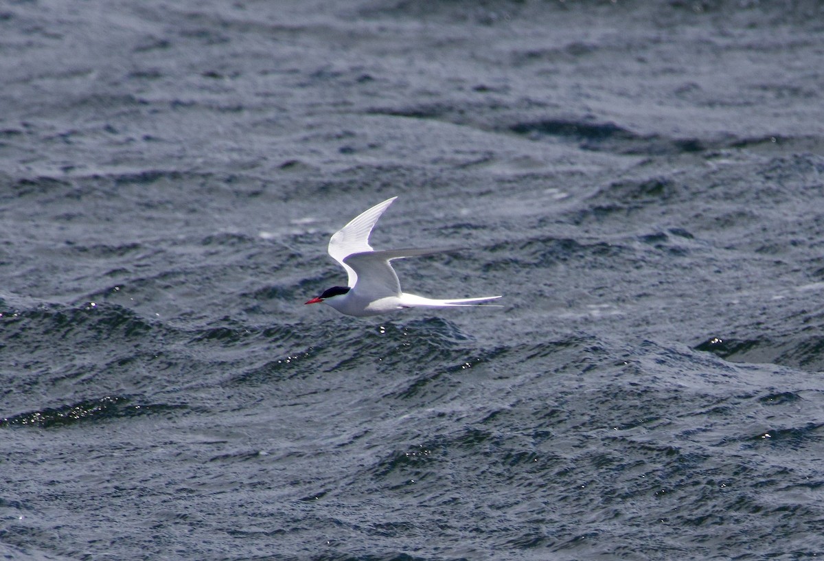 Arctic Tern - Ben Sheldon