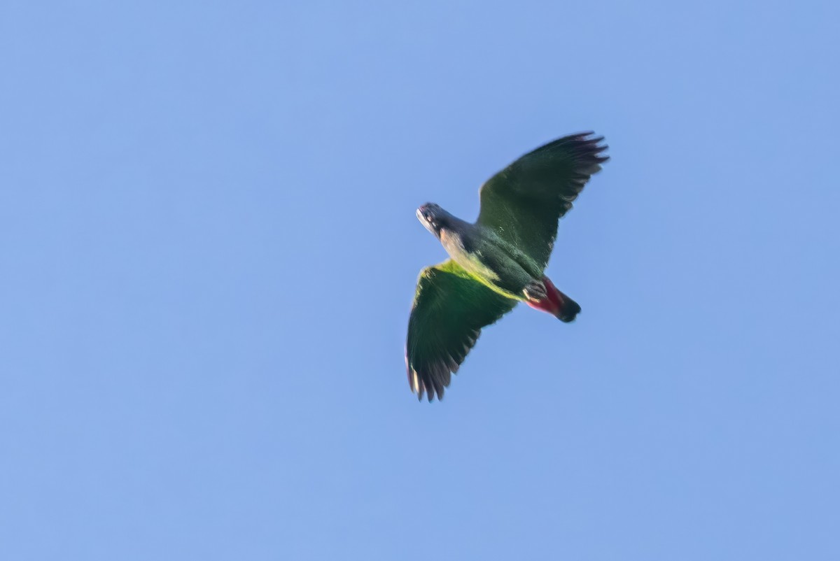 Blue-headed Parrot - ML617419234