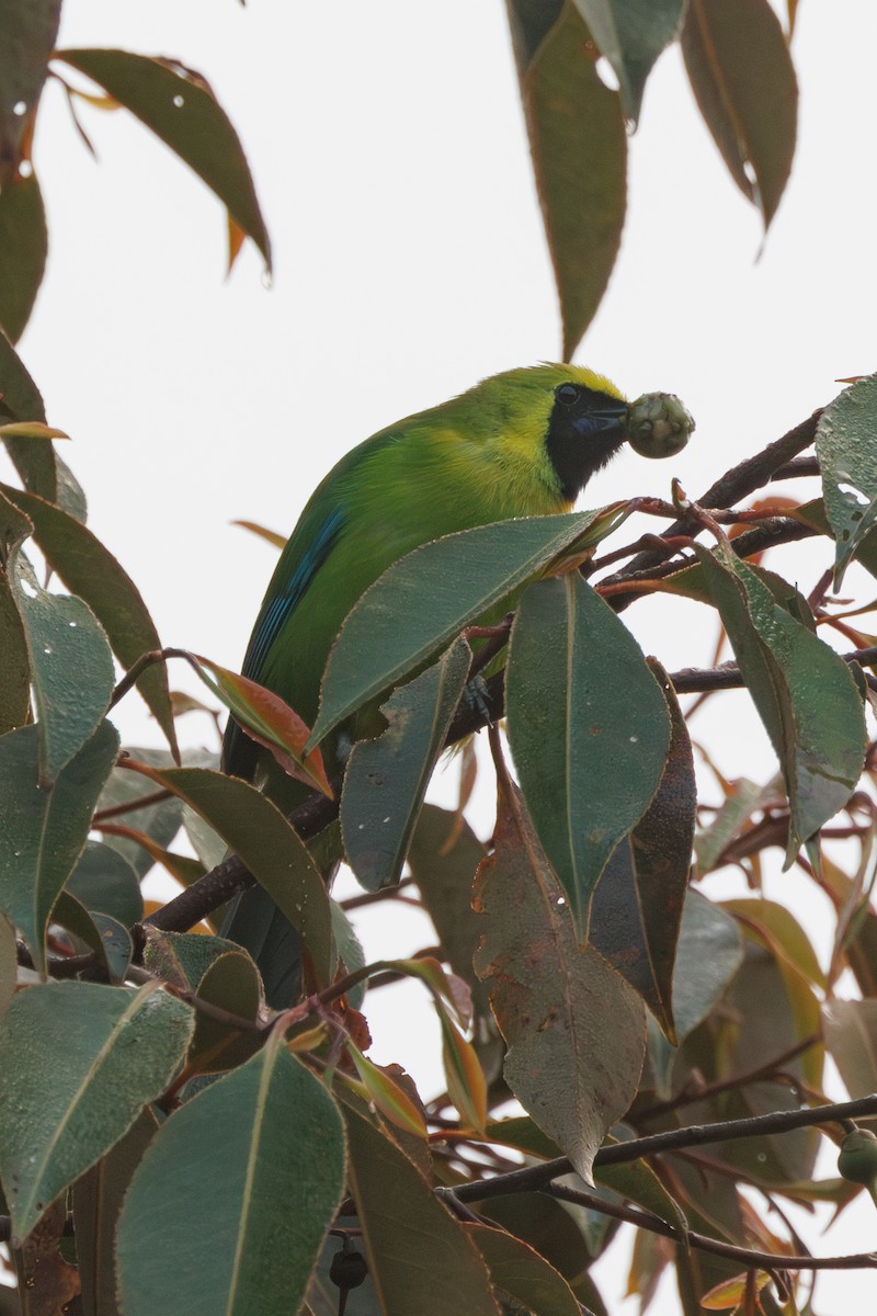 Bornean Leafbird - Ng SH