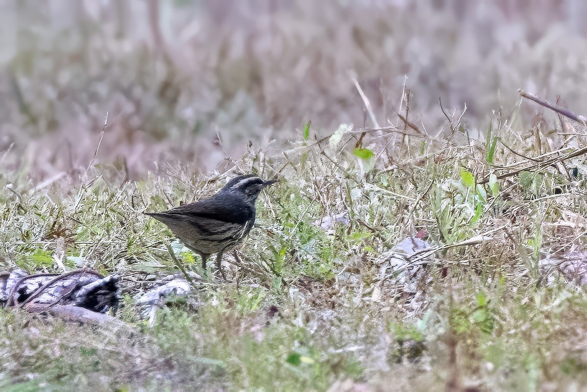 Northern Waterthrush - ML617419247