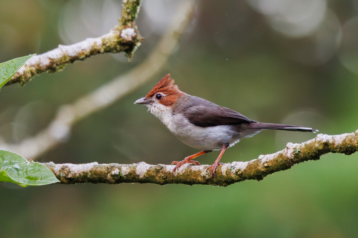 Chestnut-crested Yuhina - Ng SH