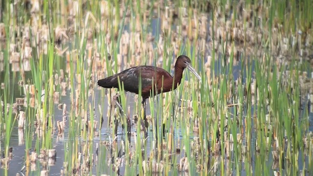 Glossy Ibis - ML617419256