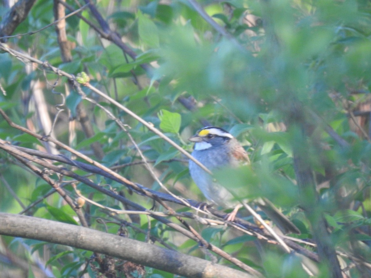 White-throated Sparrow - ML617419257