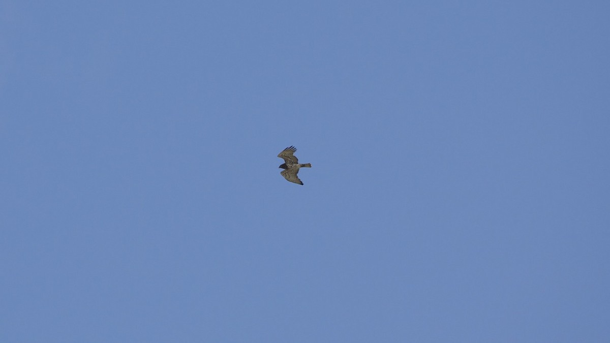 Short-toed Snake-Eagle - ML617419258