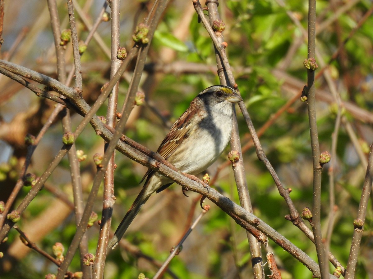 White-throated Sparrow - ML617419264