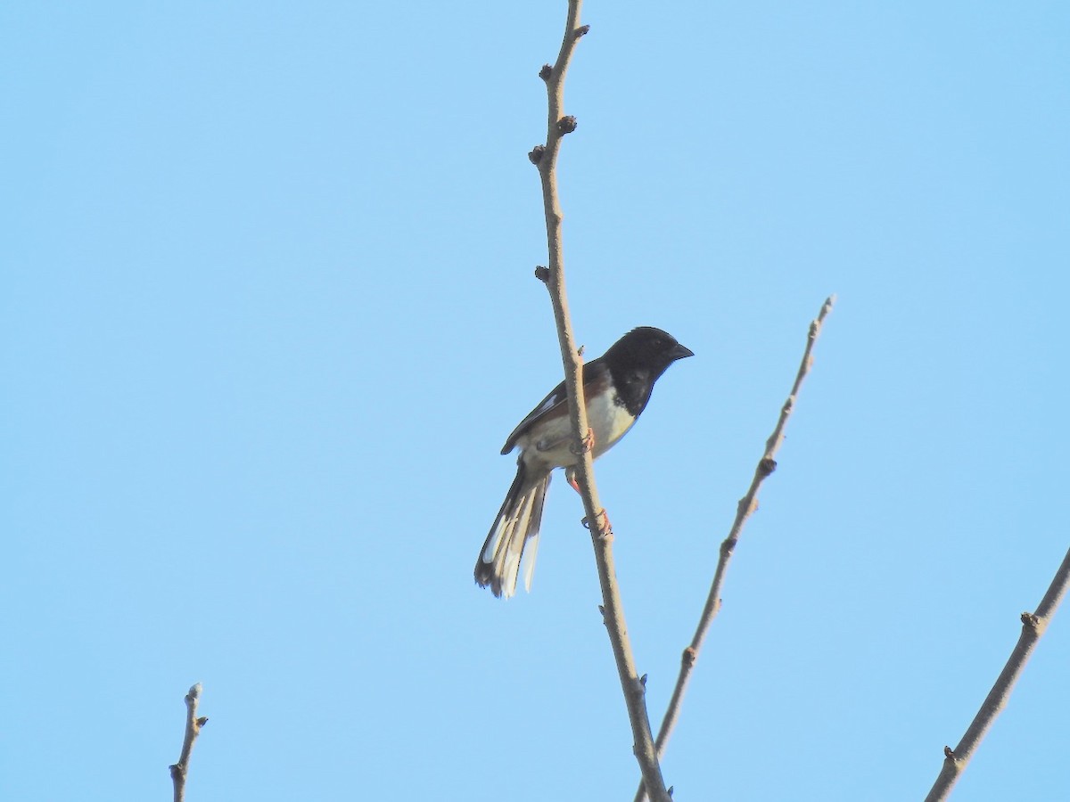 Eastern Towhee - ML617419276