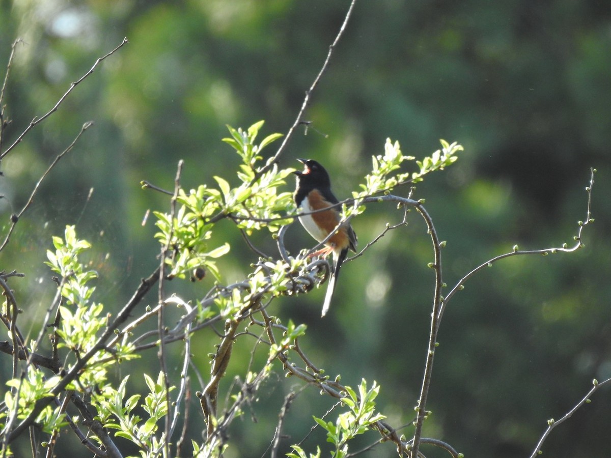 Eastern Towhee - ML617419277