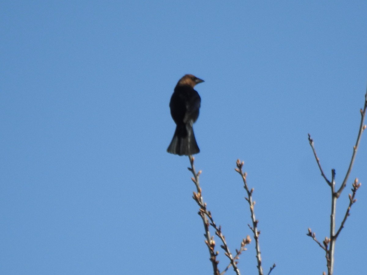 Brown-headed Cowbird - ML617419289