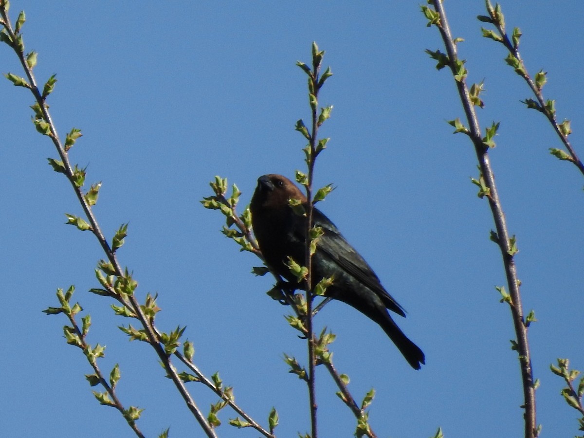 Brown-headed Cowbird - ML617419290