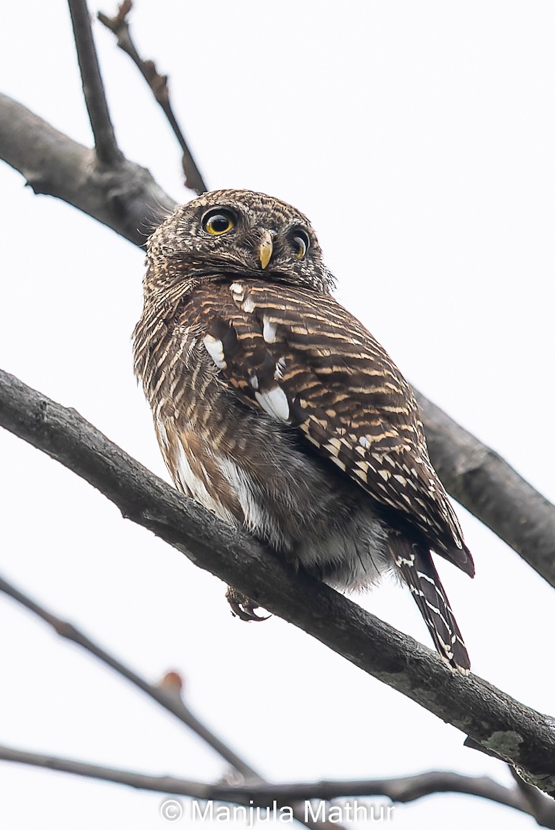 Asian Barred Owlet - ML617419315