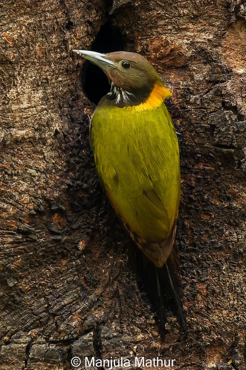 Greater Yellownape - Manjula Mathur