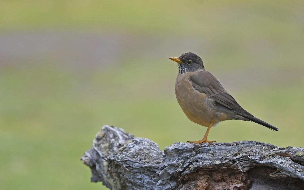 Дрізд південний (підвид magellanicus/pembertoni) - ML617419340