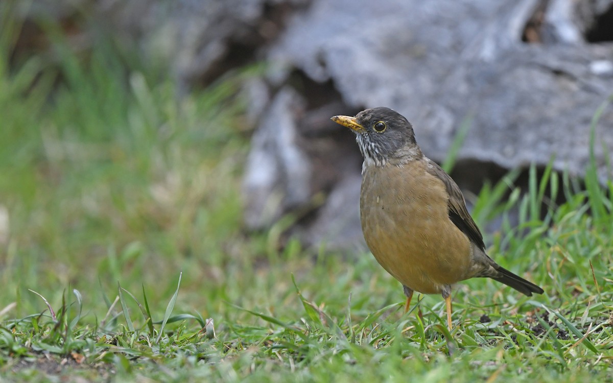 Austral Thrush (Magellan) - ML617419341