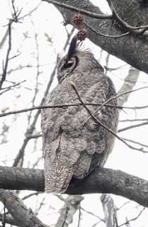 Great Horned Owl - ML617419367