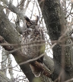 Great Horned Owl - ML617419372