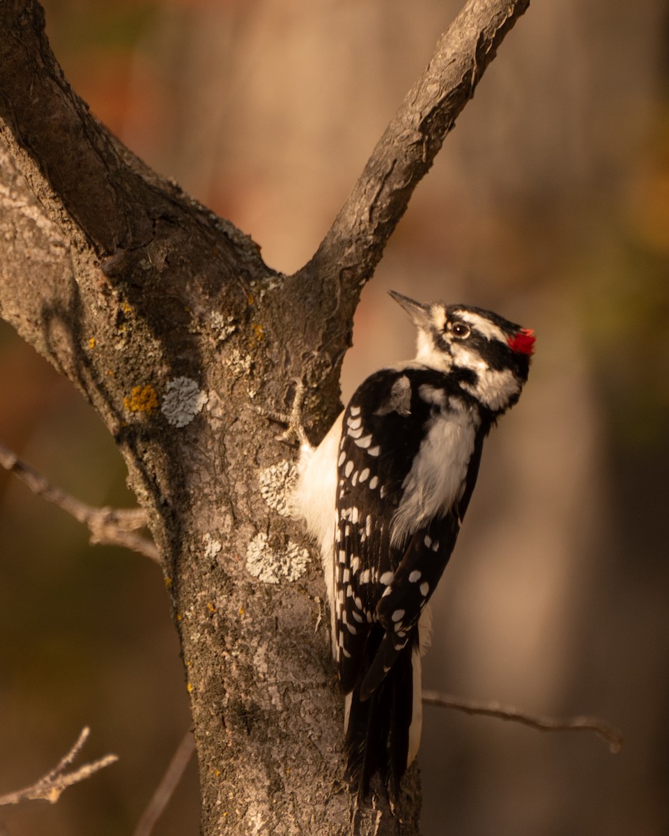 Hairy Woodpecker - Nathan Thokle