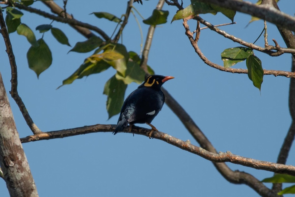 Southern Hill Myna - ML617419379