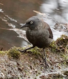 Rusty Blackbird - ML617419381