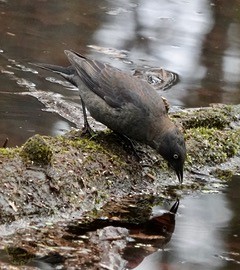 Rusty Blackbird - ML617419384