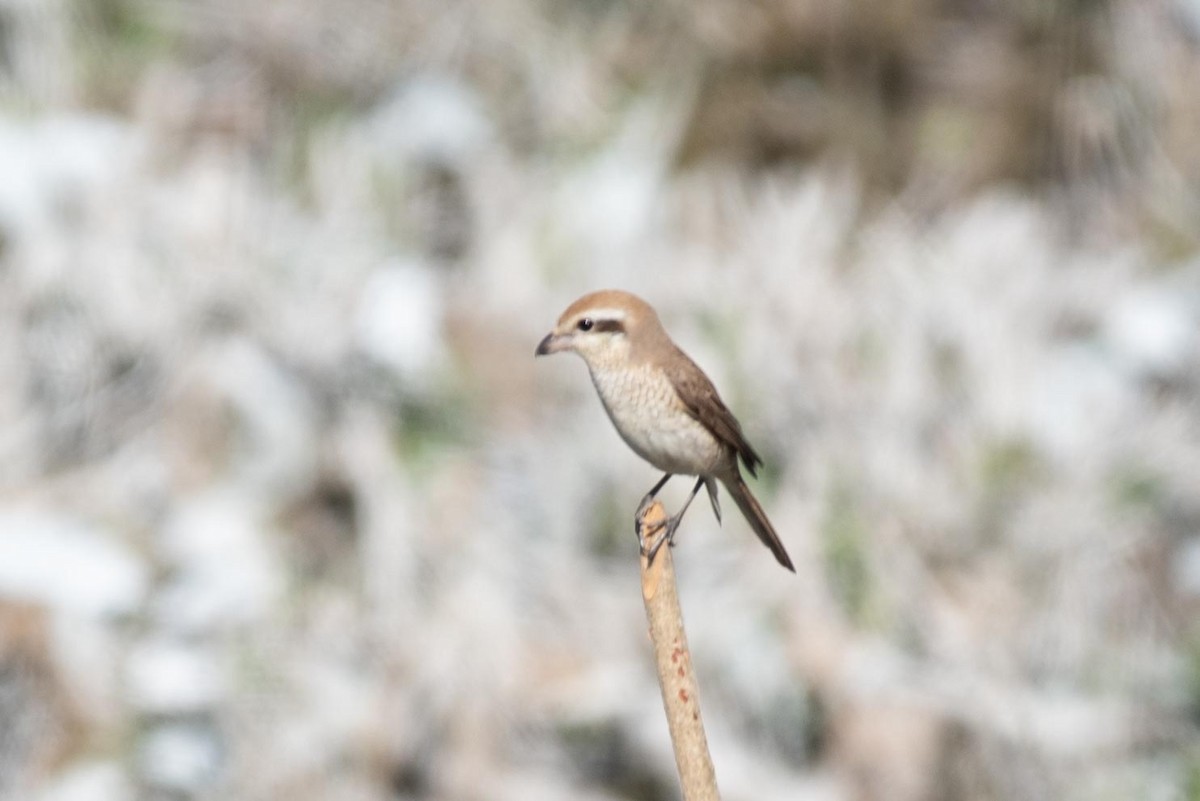 Brown Shrike - ML617419387