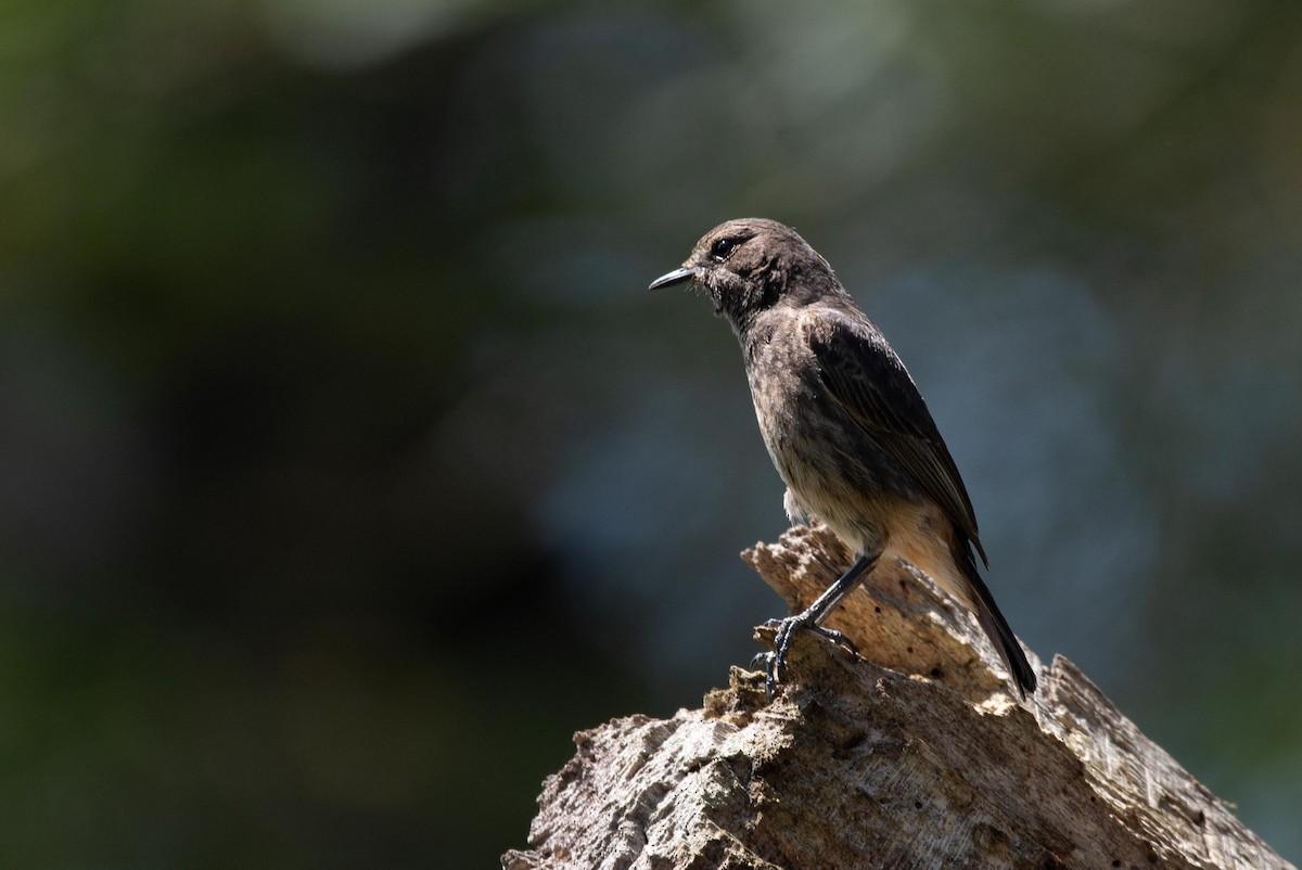 Pied Bushchat - Samanvitha Rao