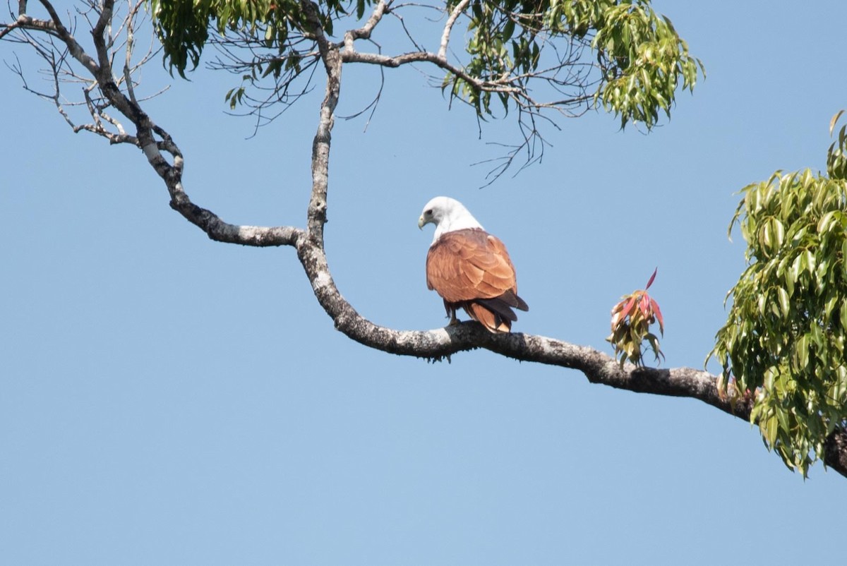 Brahminy Kite - Samanvitha Rao