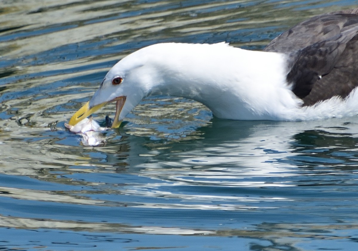 Great Black-backed Gull - Mu Sano